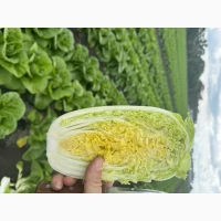 Продам пекинскую капусту от производителя