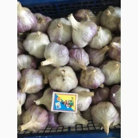 Продам часник сорту Любаша та Дюшес