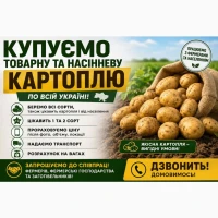 Купуєм товарну та насінневу картоплю по всій Україні