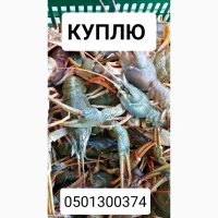 Купляємо живих раків