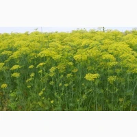 Продам кріп на засолку(зонтики)