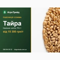 Насіння пшениці Тайра (ФГ «Бор») - озима, еліта, РН-1, від 15 300 грн/т