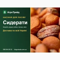 Продам сидерати - насіння фацелії, редьки олійної, гірчиці, вики та готові суміші