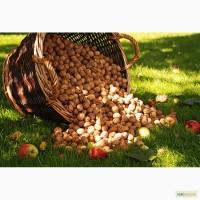 Куплю грецкий орех по 30грн/кг