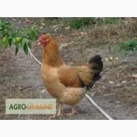 Продам инкубационное яйцо, цыплят Кучинская юбилейная