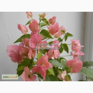 Бугенвиллия Australion Pink(нежно-розовая)