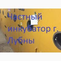 Инкубация яиц под заказ