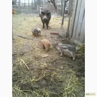 Продам чистокровных поросят венгерской пуховой мангалицы