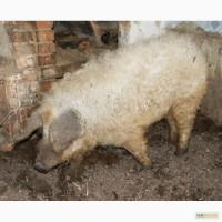 Кнур (хряк кабан) порода венгерская пуховая мангалица