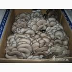 Готовые грибные блоки вешенки и шиитаке