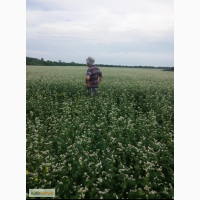 Продам семена гречихи Арно ( ARNO), первая репродукция
