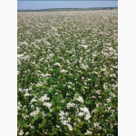 Продам семена гречихи Арно ( ARNO), первая репродукция