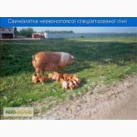 Продам червонопоясу свиноматку