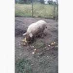 Продам 2 кнура венгерська мангалиця