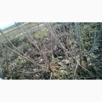 Черенки смородини і порічки