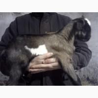 Продам красивых козликов нуболаманчей