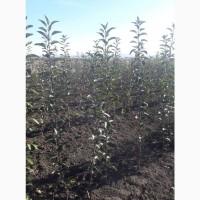 Продам саджанці яблуні сорту Джеромін на підщепі М9