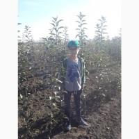 Продам саджанці яблуні сорту Джеромін на підщепі М9