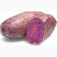 Продам батат, урожай 2018