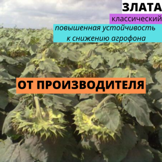 Семена подсолнечника гибрид Злата F1