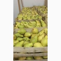 Продам груша ноябрьская