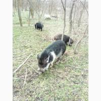 Продам кабанчика осименителя (дикий/ветнамец)