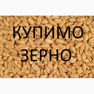 Компанія на постійній основі проводить закупівлю зернових культур та інші