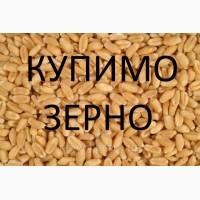 Компанія на постійній основі проводить закупівлю зернових культур та інші