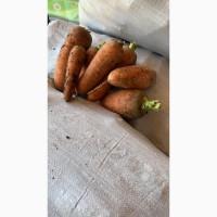 Продам морковь
