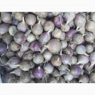 Однозубка часника с. Любаша.фц.12+-15.мм