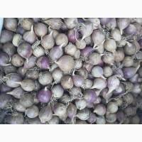 Однозубка часника с. Любаша.фц.12+-15.мм