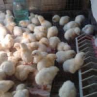 Реализуем инкубационные яйца Росс-308