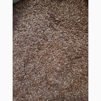 Ядро семечки семена Тыквы Кабака, Ядро насіння Гарбуза