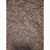 Ядро семечки семена Тыквы Кабака, Ядро насіння Гарбуза