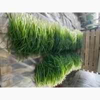 Зелена цибуля, перо