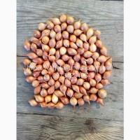 Продажа качественного Лука севок Штутгарт, 1-1, 5 см (Украина), Черкасская обл