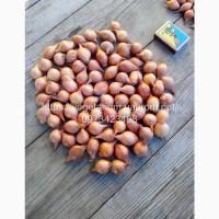 Продажа качественного Лука севок Штутгарт, 1-1, 5 см (Украина), Черкасская обл