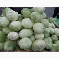 Продам капусту Агресор, сторидор