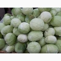 Продам капусту Агресор, сторидор