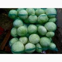 Продам капусту Агресор, сторидор