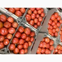 Продам помидор Украина