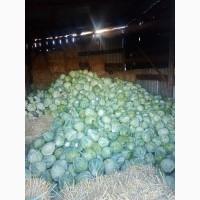 Продам капусту зимняя. Епикур