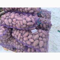 Продам якісну картоплю Ред Леді