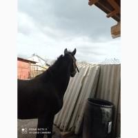 Продам кобилу