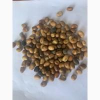 Кінські боби, звичайні