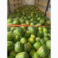 Продам кавун опт