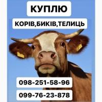 Купуємо врх ДОРОГО корови бики