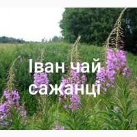 Іван чай сажанці