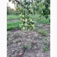 Продам саджанці груші, сорт «Ноябрська»