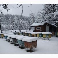 Продам бджолопакети карпатки
